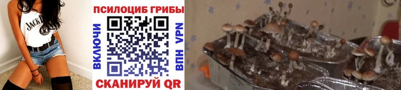 Псилоцибиновые грибы GOLDEN TEACHER  Купить  Ишимбай 